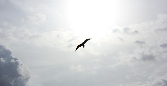 When A Healer Falls in Love with Essential Oils