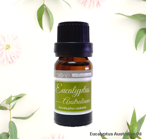 Soap Artisan | Eucalyptus Australiana Essential Oil