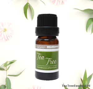 Soap Artisan | Australian Tea Tree Essential Oil